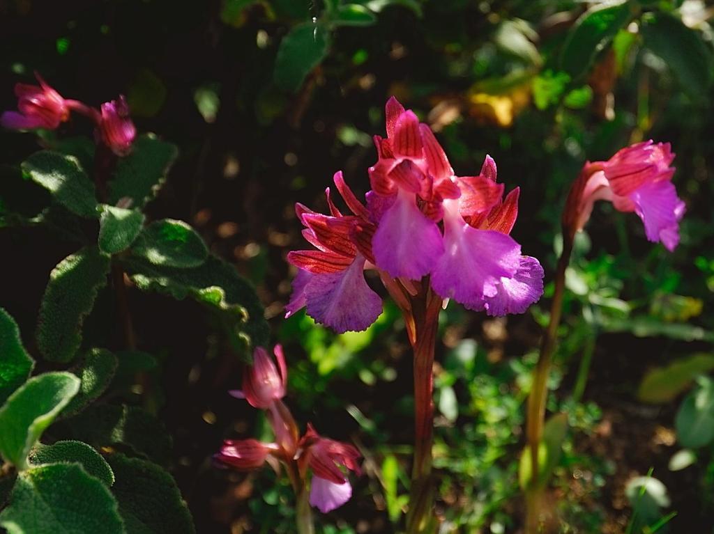 La Chicca Di Francesca Bed & Breakfast Santa Teresa Gallura Dış mekan fotoğraf